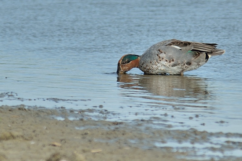 Wintertaling